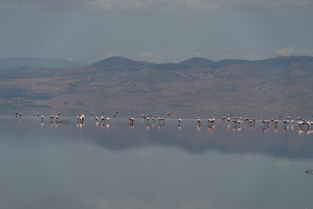 Massive flock of lesser flamingos creating pink ribbon along Lake Natron shore with Ol Doinyo Lengai volcano in background Tanzania