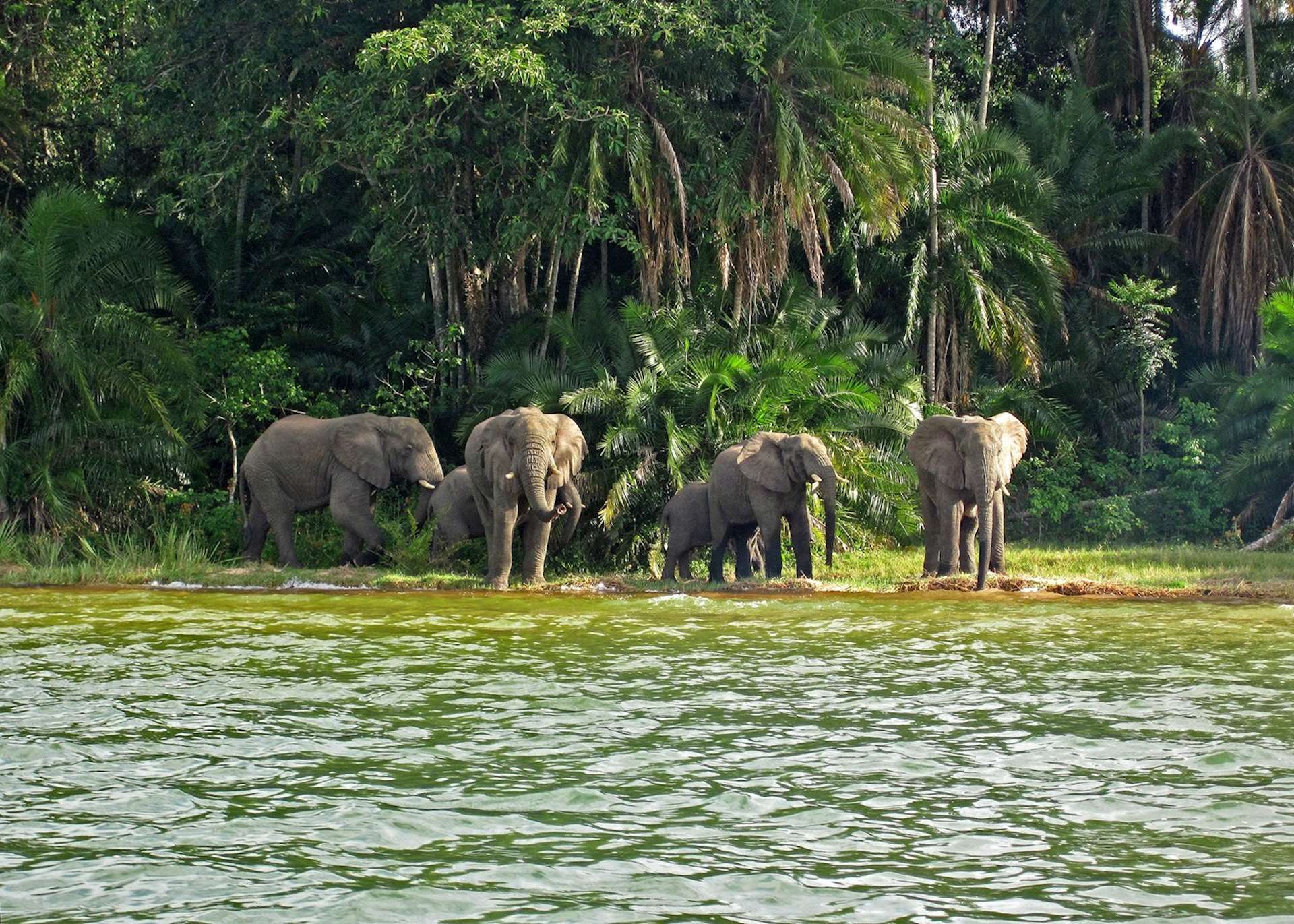 489962 elephants on rubondo island lake victoria