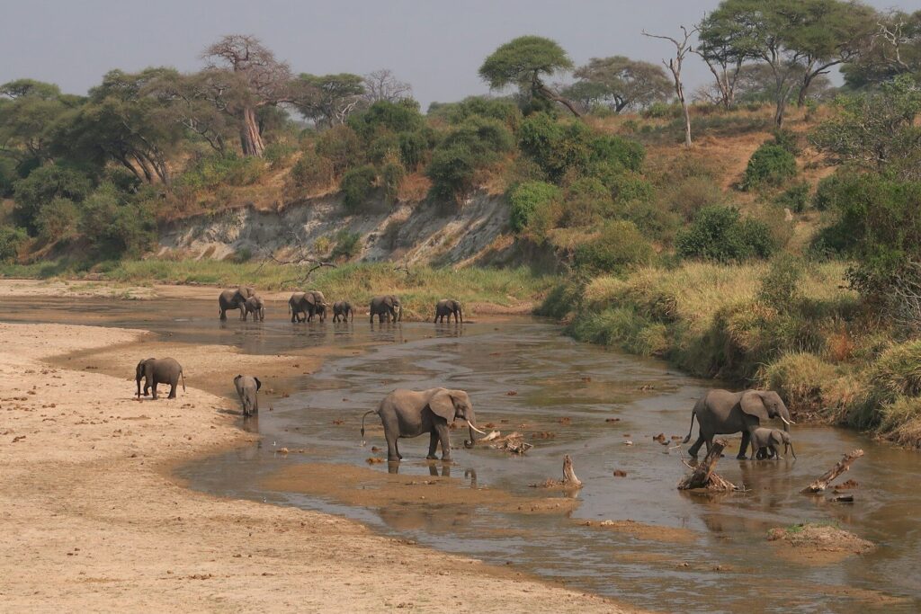 Witness large elephant herd gathering at Tarangire River in Tarangire National Park during dry season with ancient baobab trees in background Tanzania