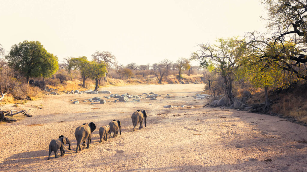 Elephant herd crossing the Great Ruaha River during dry season in Ruaha National Park Tanzania
