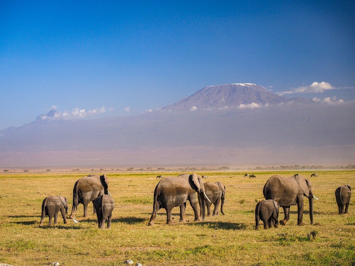 Amboseli National Park Safari Guide 1 Amboseli National Park