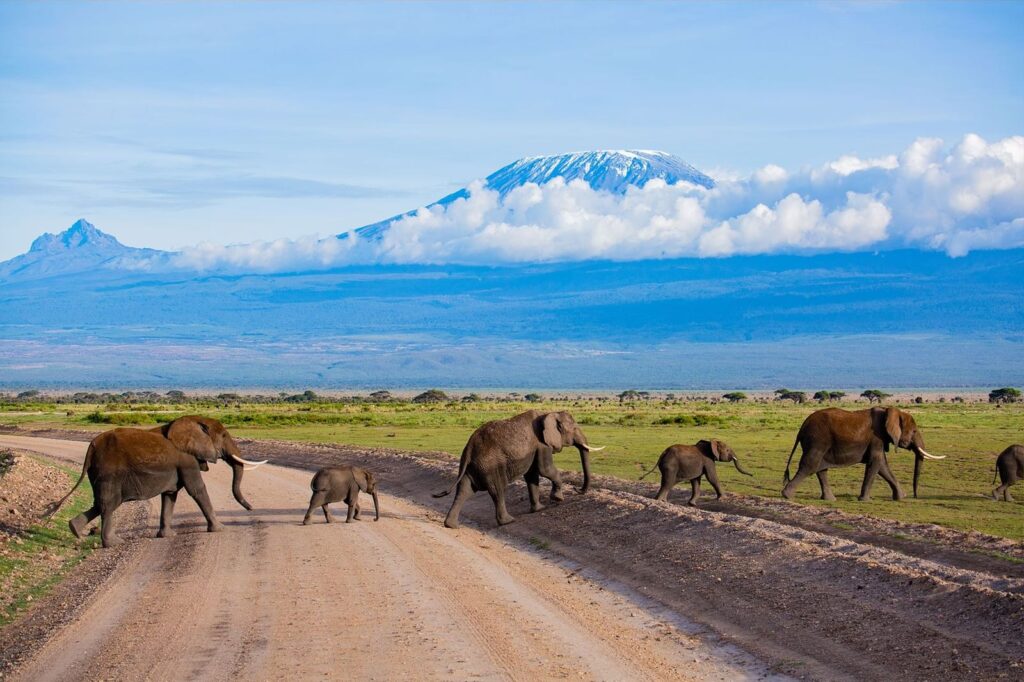 Amboseli National Park Safari Guide — Elephants Under Kilimanjaro | Ryder Signature