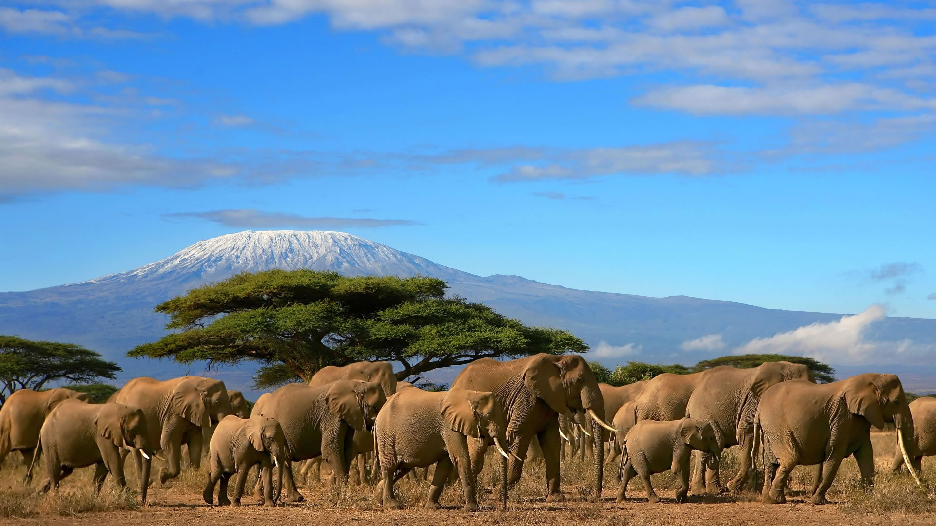 Best Safari Parks in Kenya for First-Time Visitors 2 Amboseli National Park