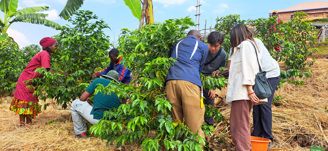Authentic Farm Tours & Coffee Harvesting