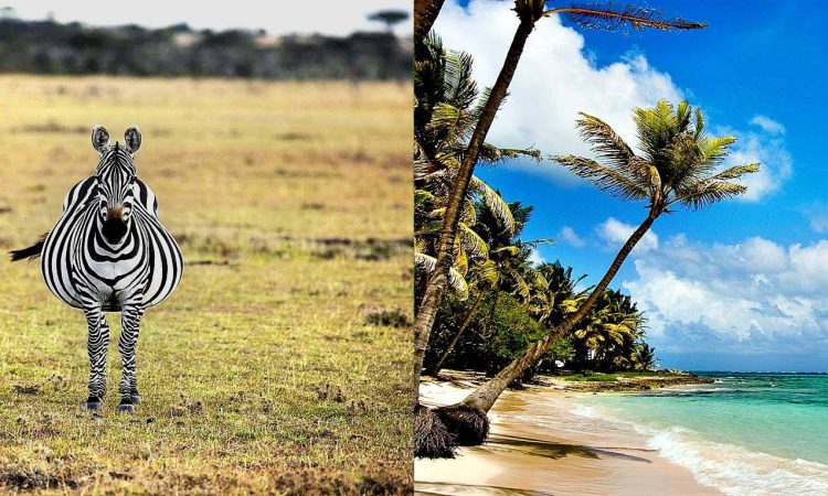 Beach After Safari: Kenya vs Tanzania — Which Is Better?
