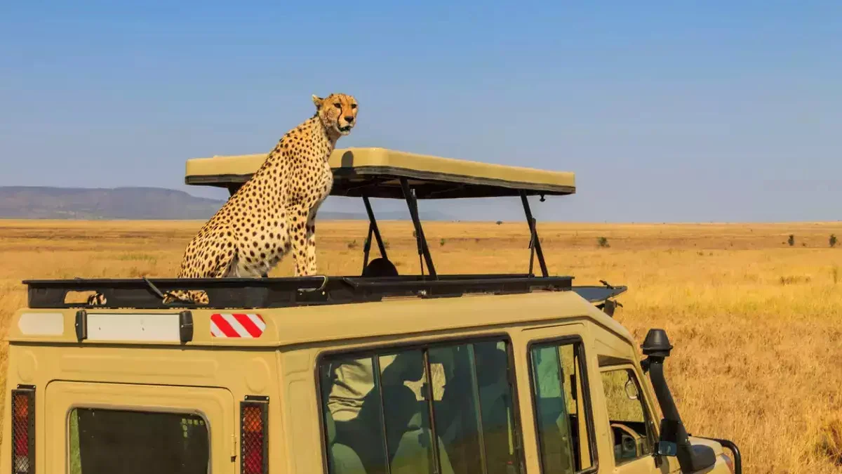 vehicle behaviours on wilflife encounters on safaris