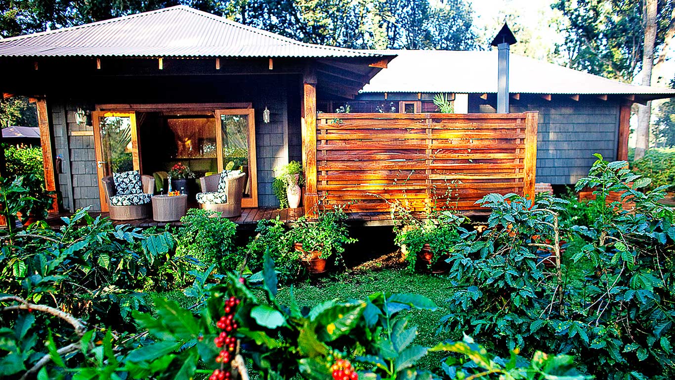 The Coffee Estate Tour