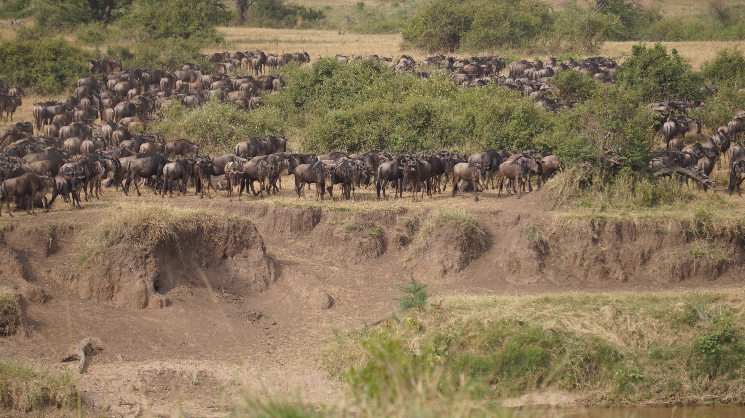 First wildebeest arriving at the Mara River in northern Serengeti in July