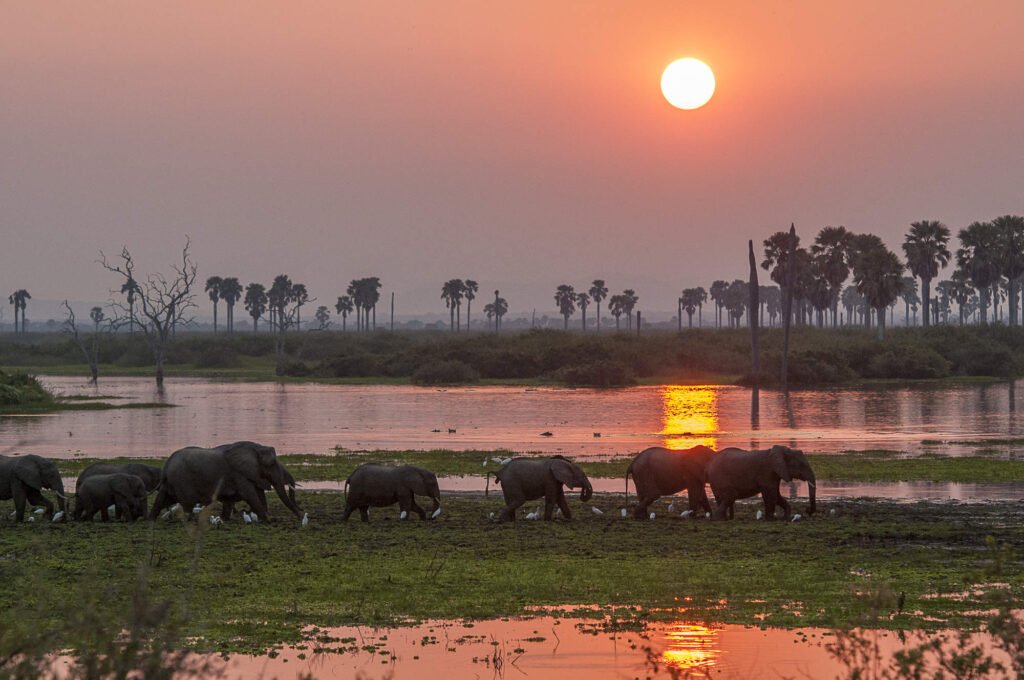 Elephant herd crossing the Rufiji River at sunset in Nyerere National Park Tanzania