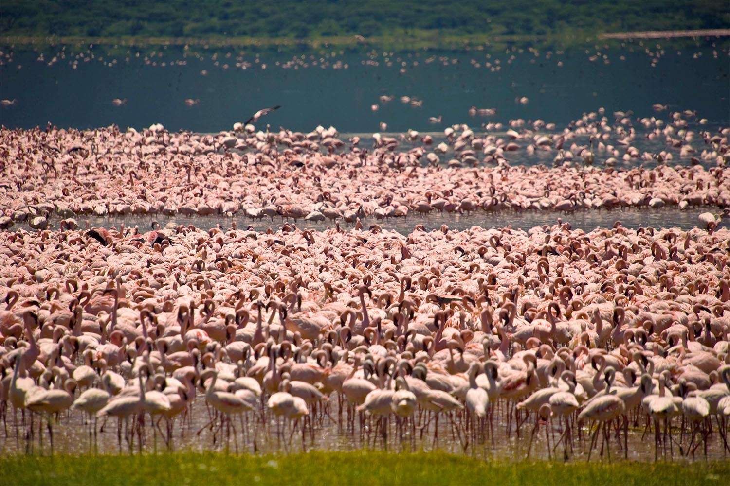 Flamingo during green season in Kenya