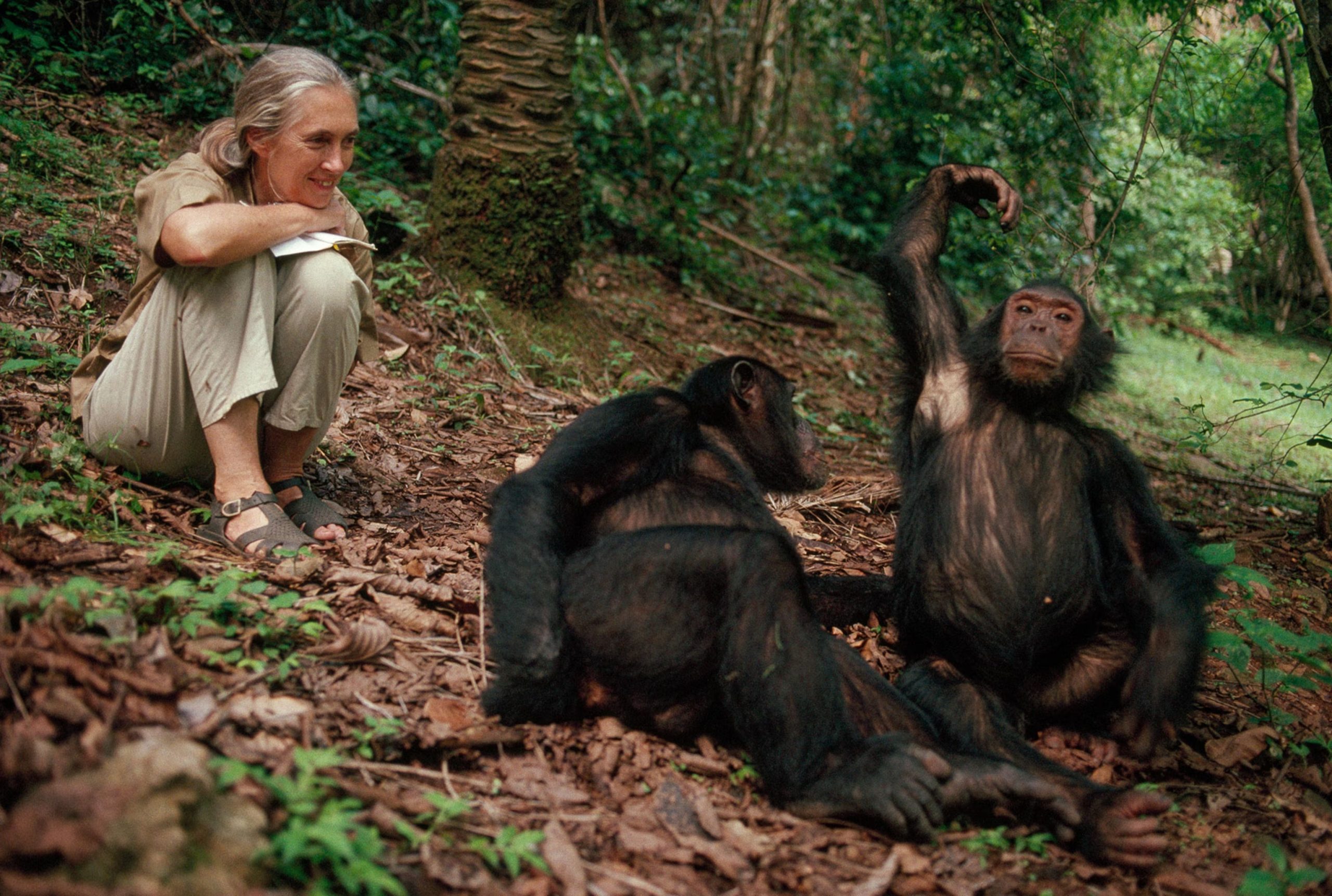 Jane Goodall Institute Research Station