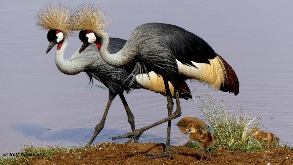 Kenya birding safari