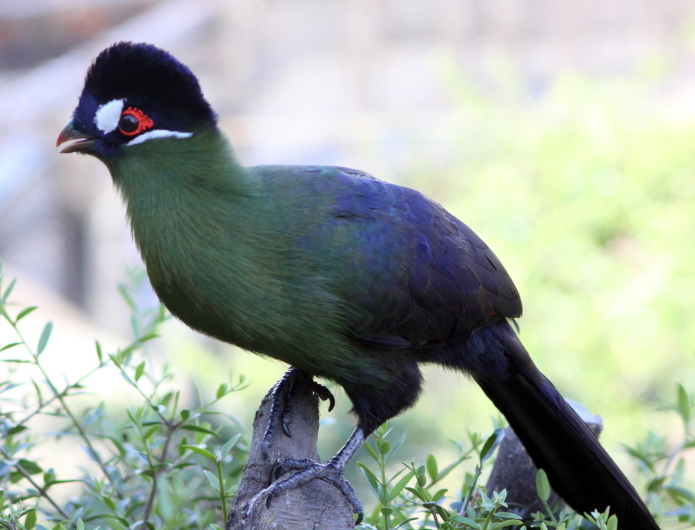 Hartlaubs-turaco