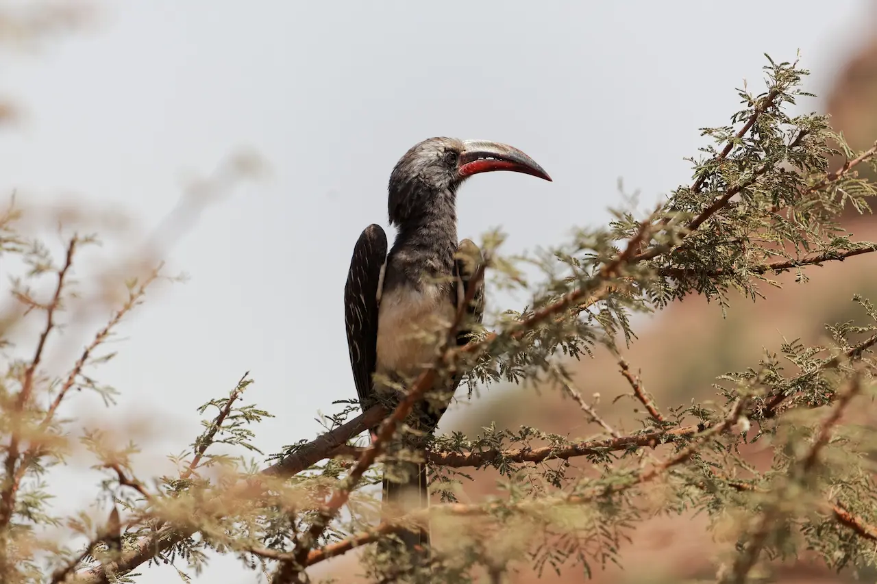 Birdwatching safari East Africa