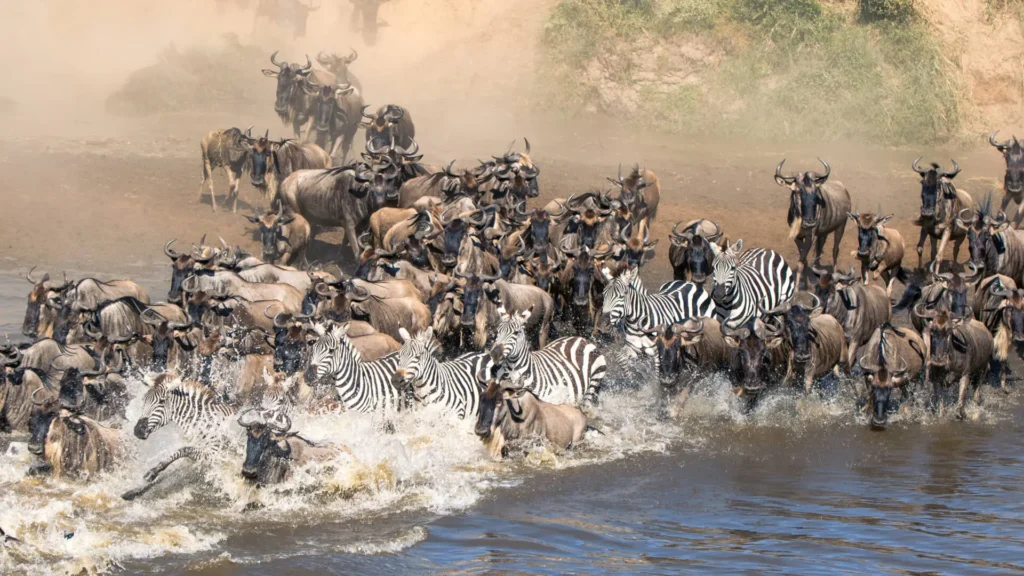 The Great Migration Explained: Routes, Seasons & Best Viewing Areas 7 Great migration
