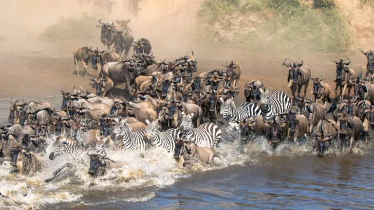The Great Migration Explained: Routes, Seasons & Best Viewing Areas