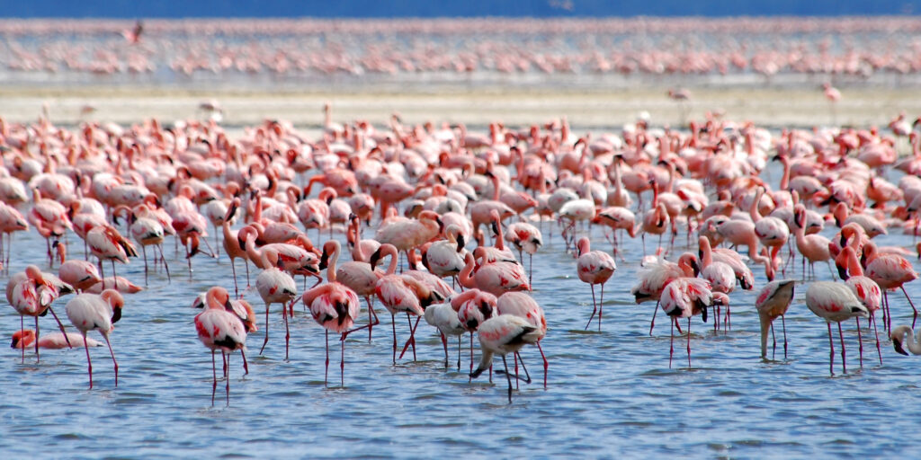 Lake Nakuru National Park: Kenya's Flamingo Lake and East Africa's Premier Rhino Sanctuary
