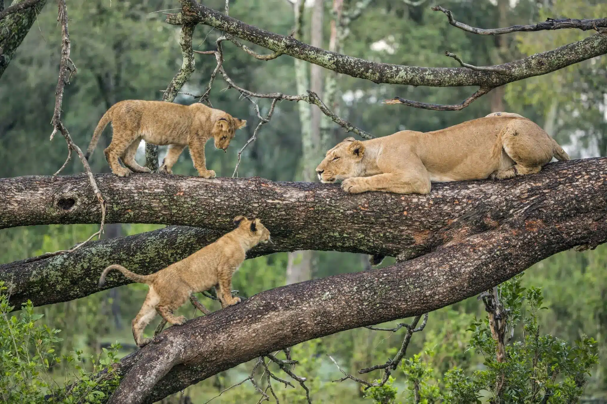 Top Safari Destinations in Tanzania for First-Time Travelers 4 Lake Manyara National Park