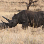 Mkomazi Day Trip