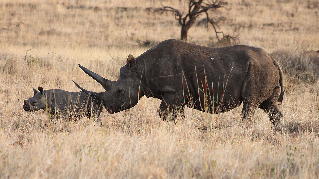 Rhino Tracking Experiences in Kenya 3 Kenya rhino experience