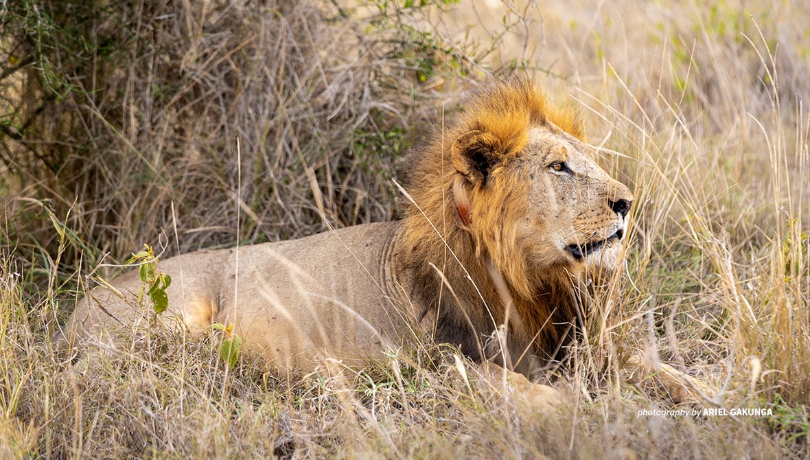 lion collar in the neck