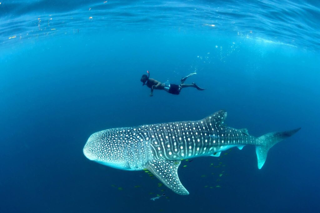 Whale shark swimming with snorkeler in clear blue waters of Mafia Island Marine Park Tanzania