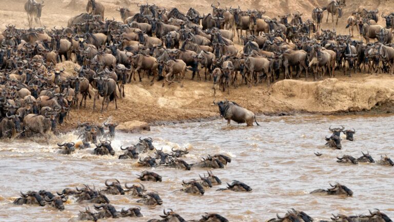 Masai Mara vs Serengeti: Which Should You Choose?