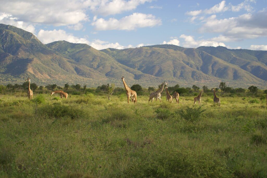 Black rhinoceros in Mkomazi National Park rhino sanctuary with acacia woodland background Tanzania