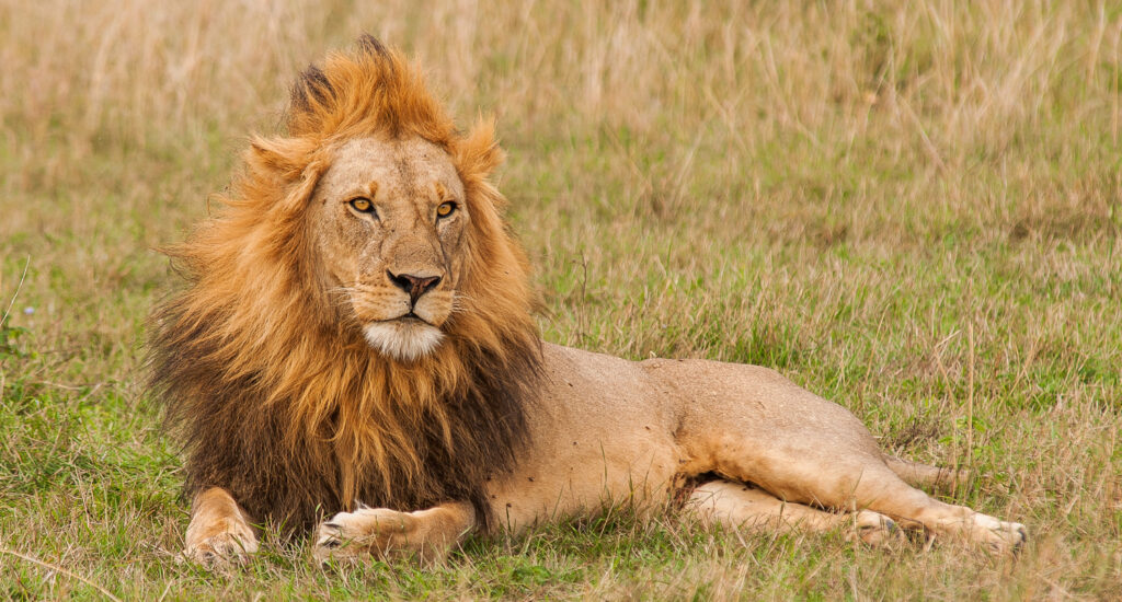 Lion resting with Nairobi skyline visible in background at Nairobi National Park