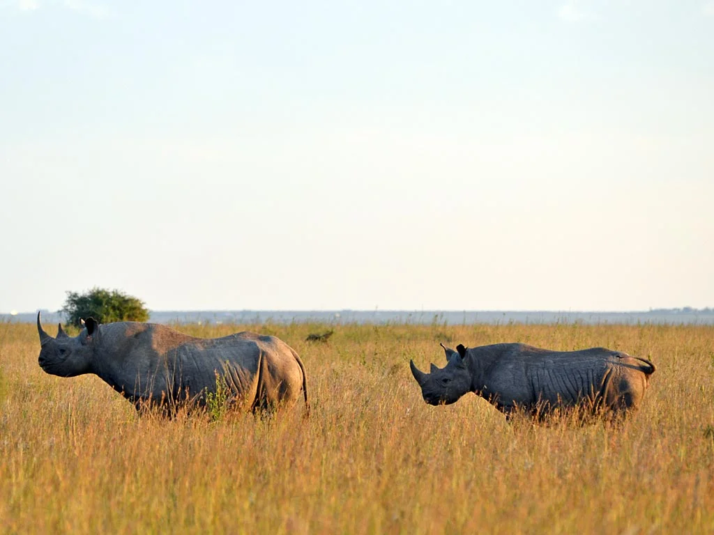 Rhino Tracking Experiences in Kenya 1 Kenya rhino experience