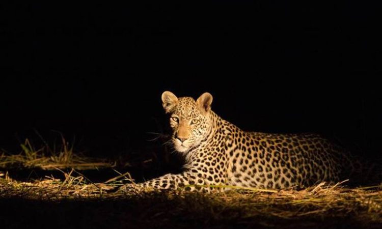Night game drive in Tanzania