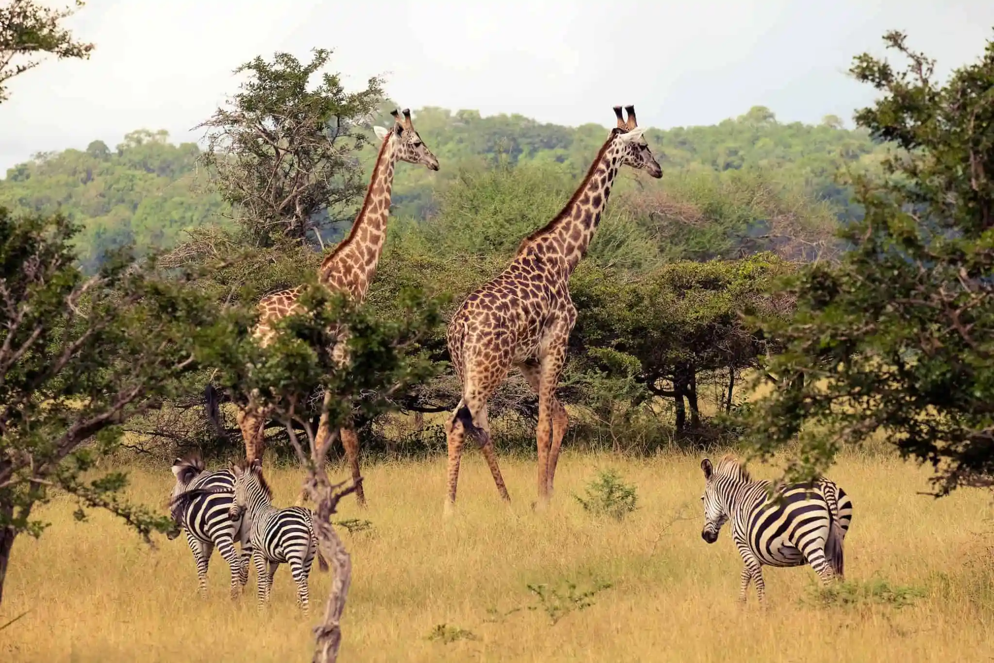 Top Safari Destinations in Tanzania for First-Time Travelers 5 Nyerere National Park,first timer safari destination