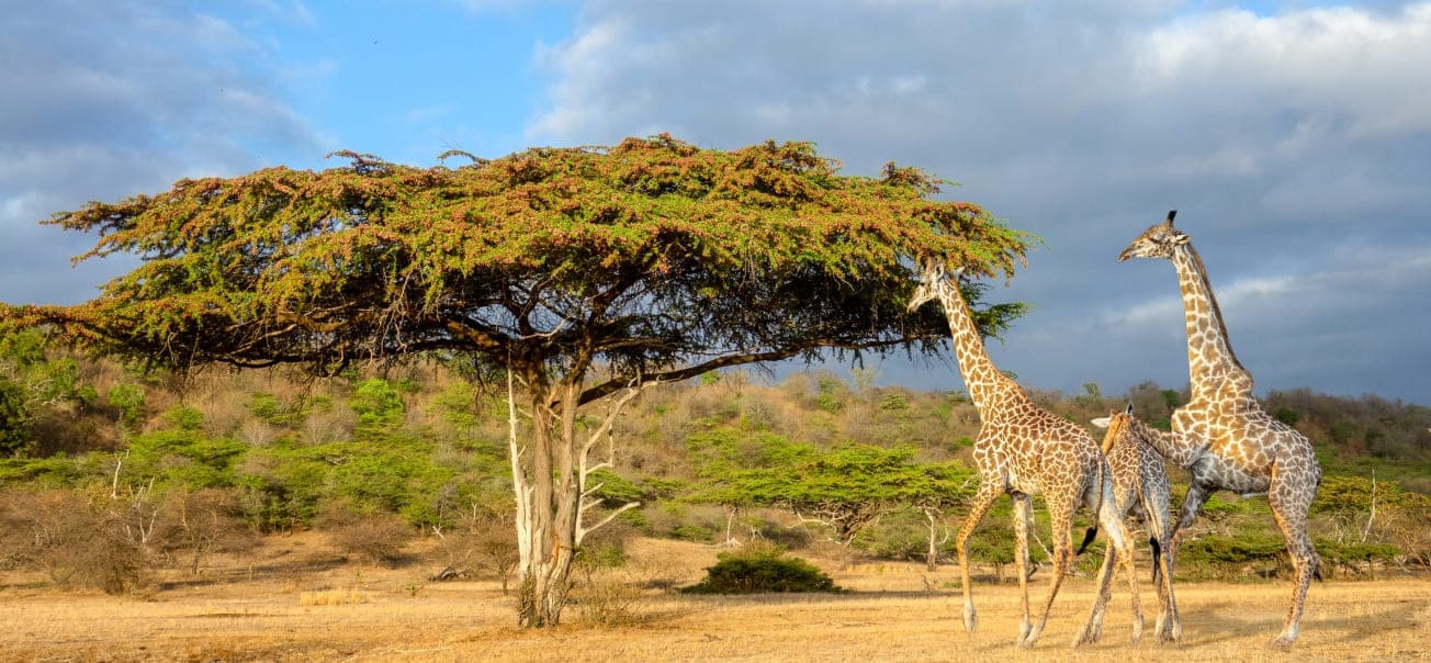 Nyerere National Park