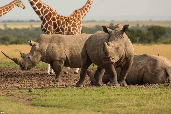 Ol pejeta conservancy