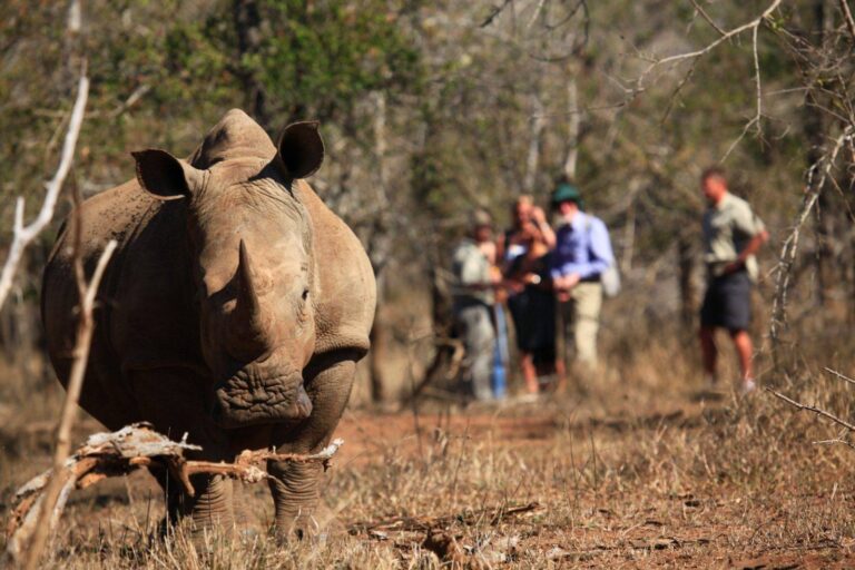 Rhino Tracking Experiences in Kenya