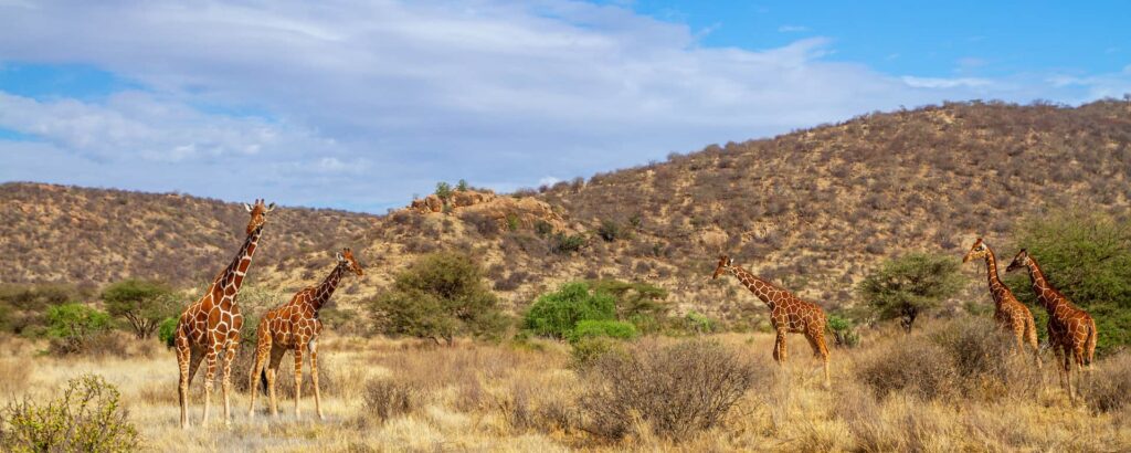 samburu-reticulated-giraffe-doum-palm-ewaso — Reticulated giraffe at Ewaso Ngiro River with doum palms, in Samburu National Reserve