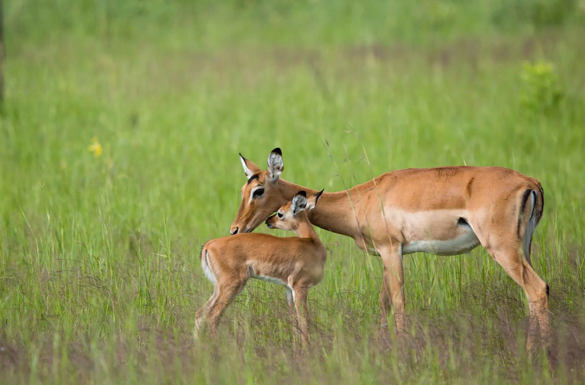 Geen season in Samburu, Kenya