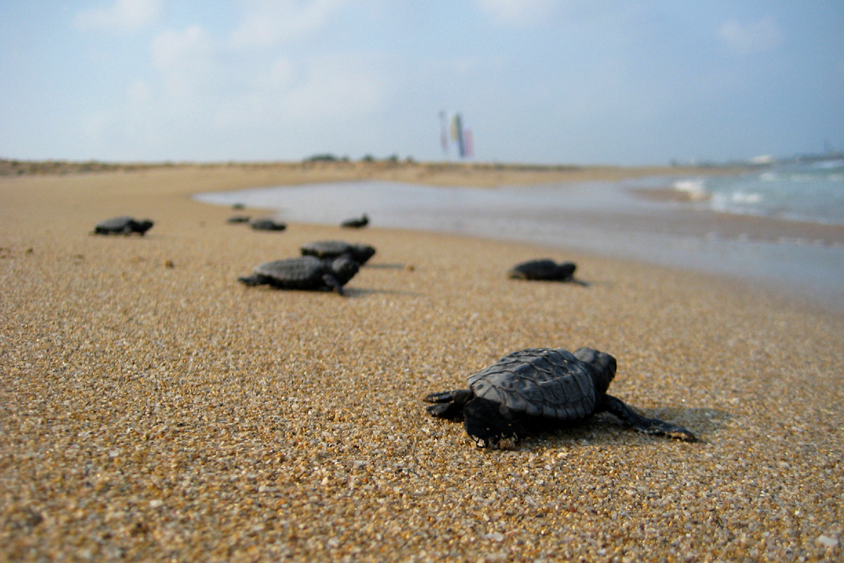 sea turtle nestind season in Zanzibar