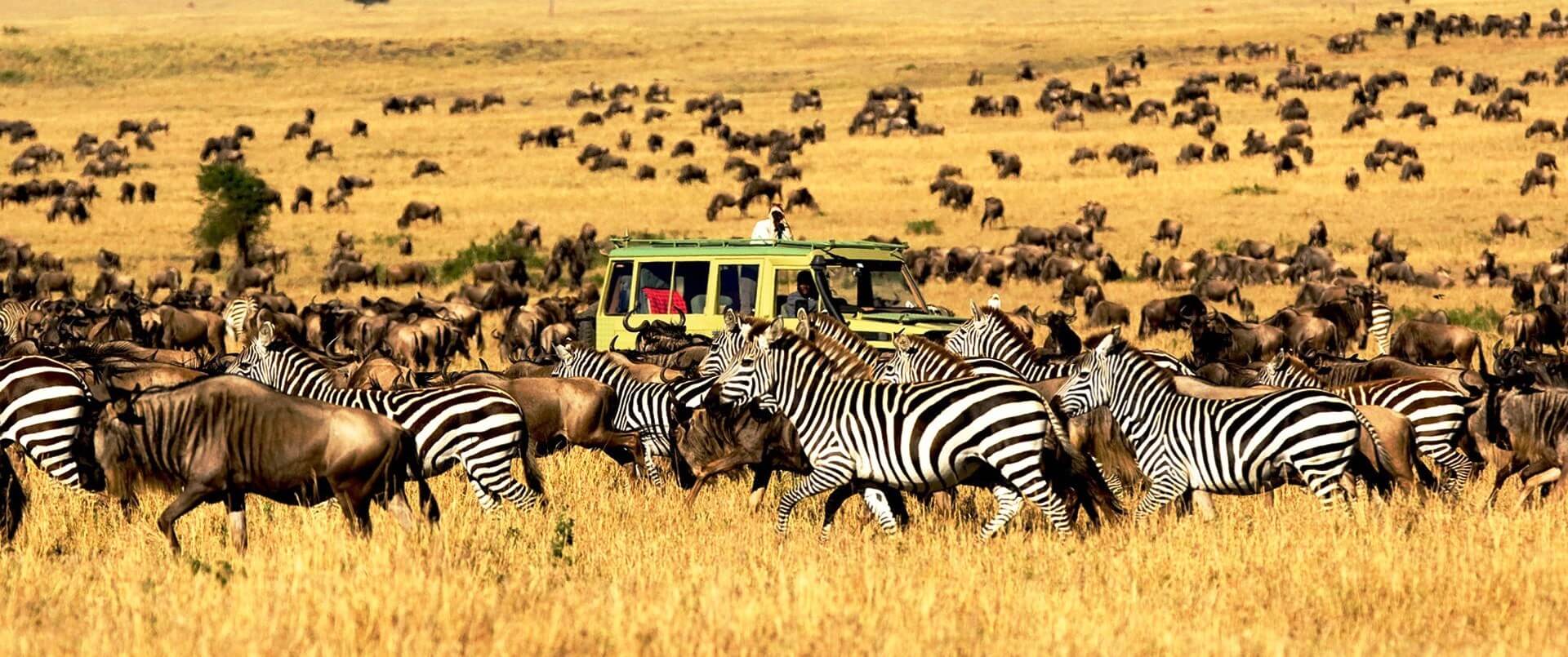 Top Safari Destinations in Tanzania for First-Time Travelers 1 Serengeti National park,best safari destination