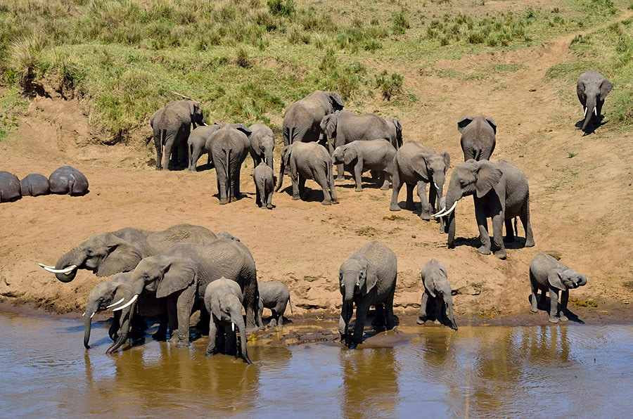 Top Safari Destinations in Tanzania for First-Time Travelers 3 Tarangire National Park