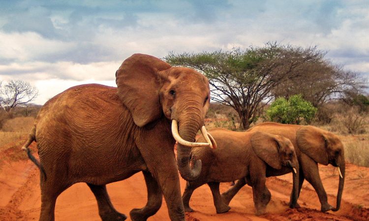 Red elephants of Tsavo national park