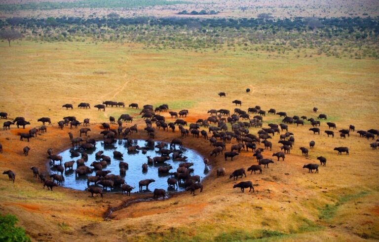 Best Safari Parks in Kenya for First-Time Visitors