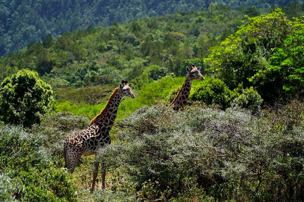 Wildlife Day Safaris in Arusha National Park