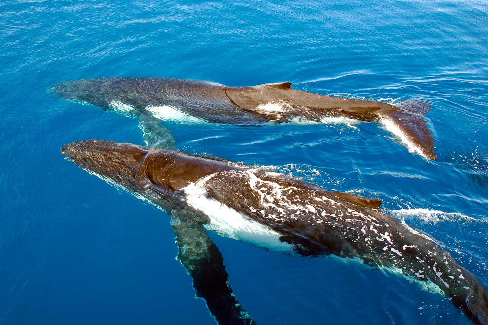 Zanzibar marine life