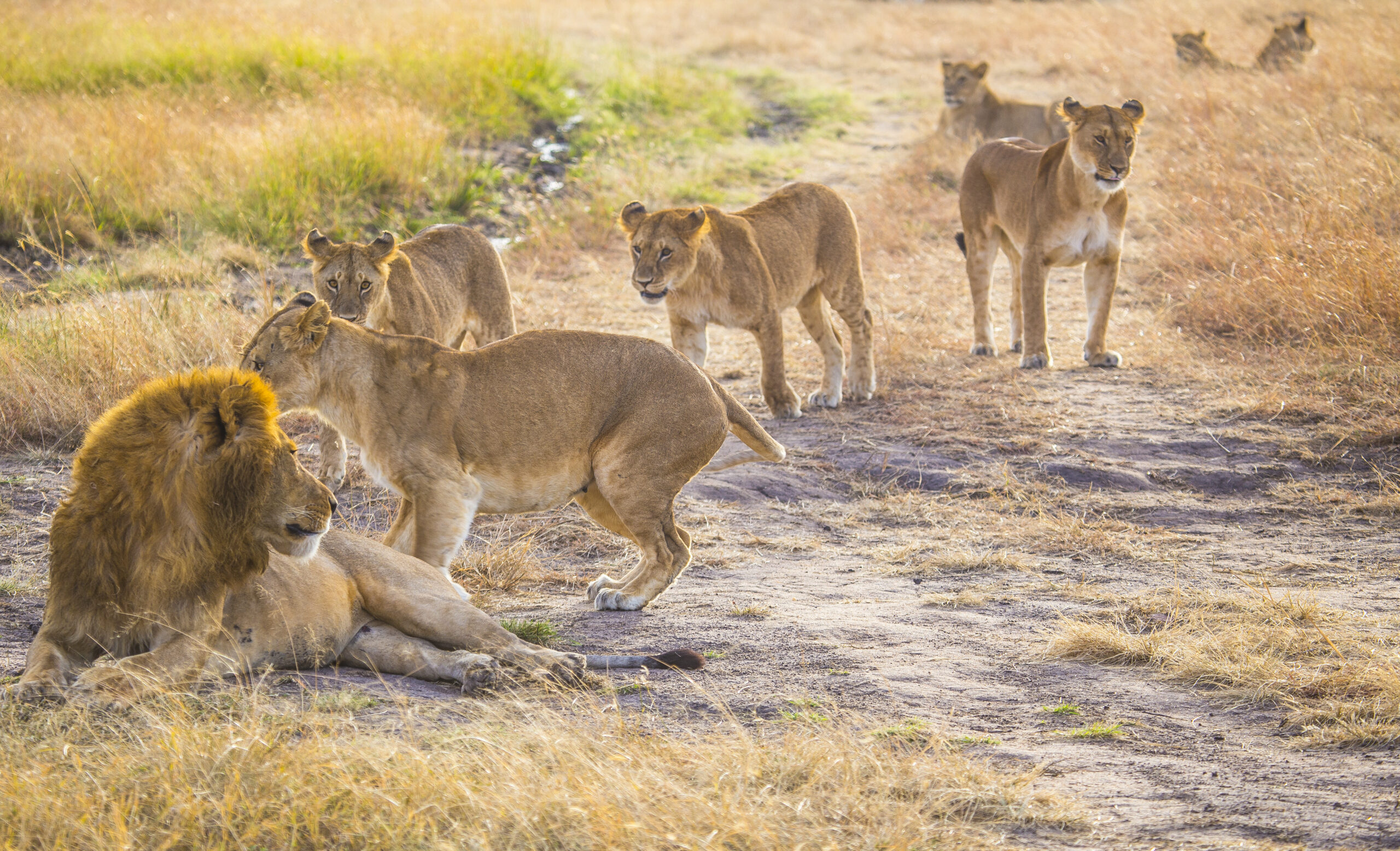 African Lion
