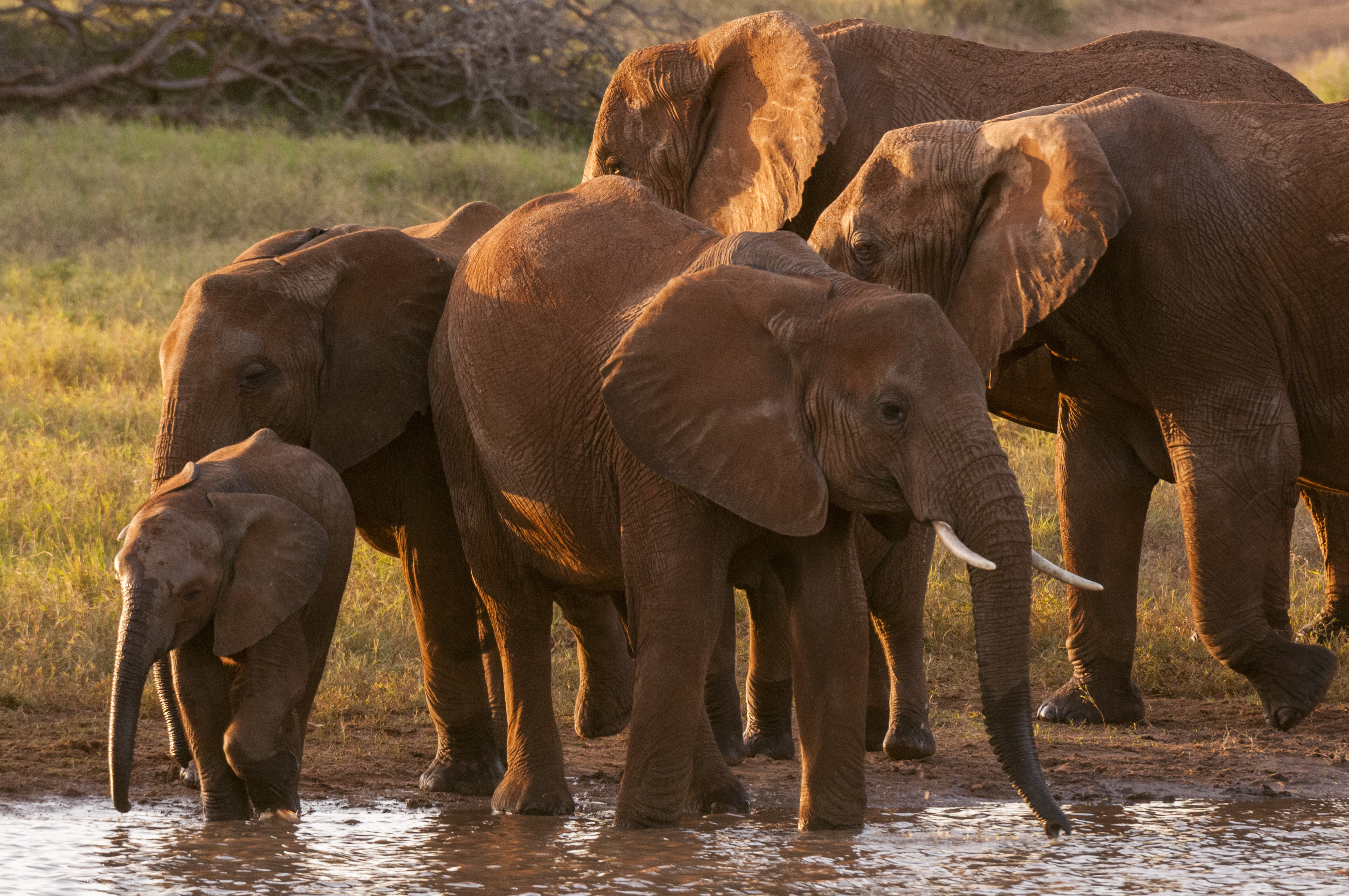 Herd of African Elephants