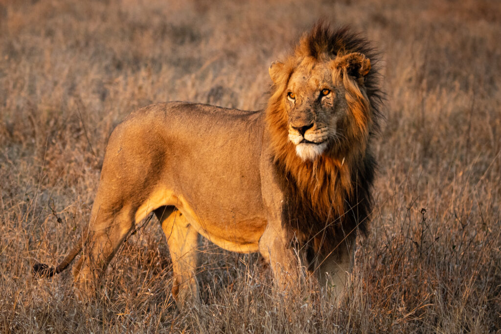a male lion panthera leo stands in a clearing in 2026 03 25 02 17 29 utc