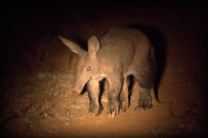 Nocturnal safari Animal