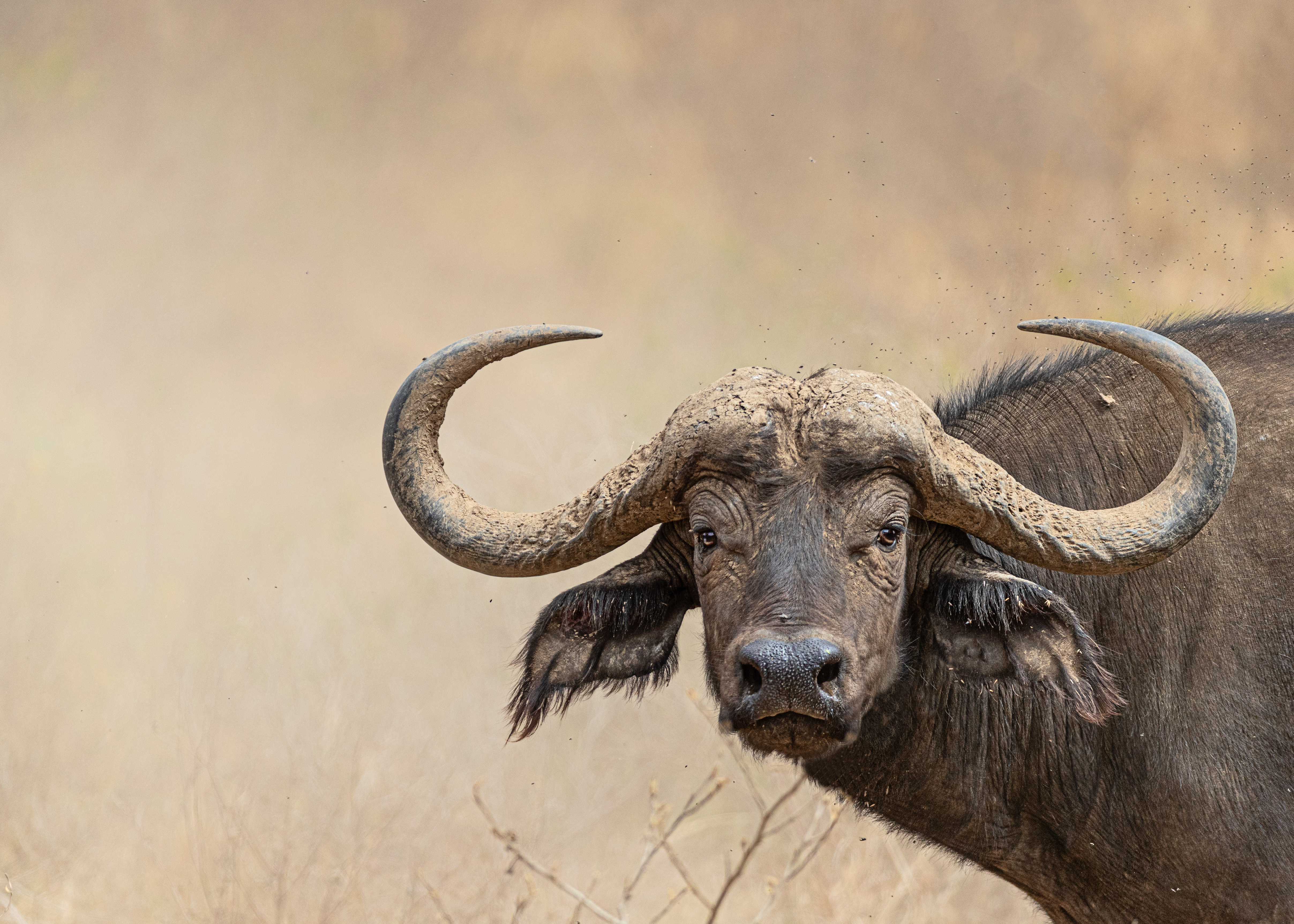 A large adult buffalo