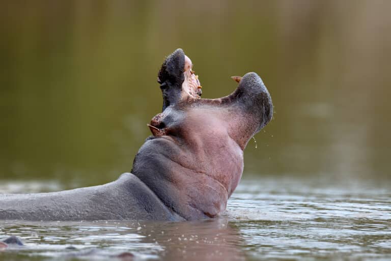 Hippos in the Serengeti: Where to Find Them Along the Rivers